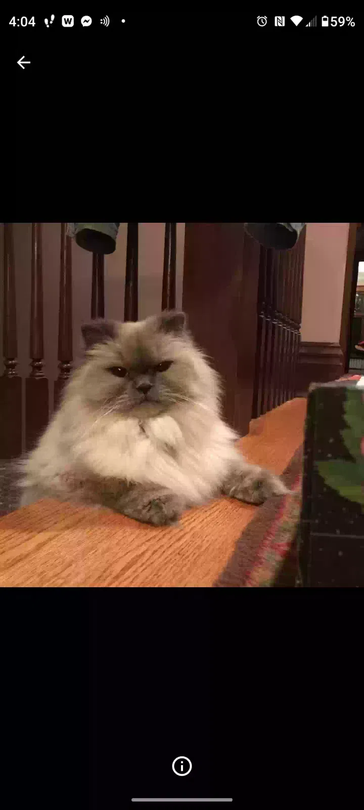 Lost cat in Oak Park, IL, 60302