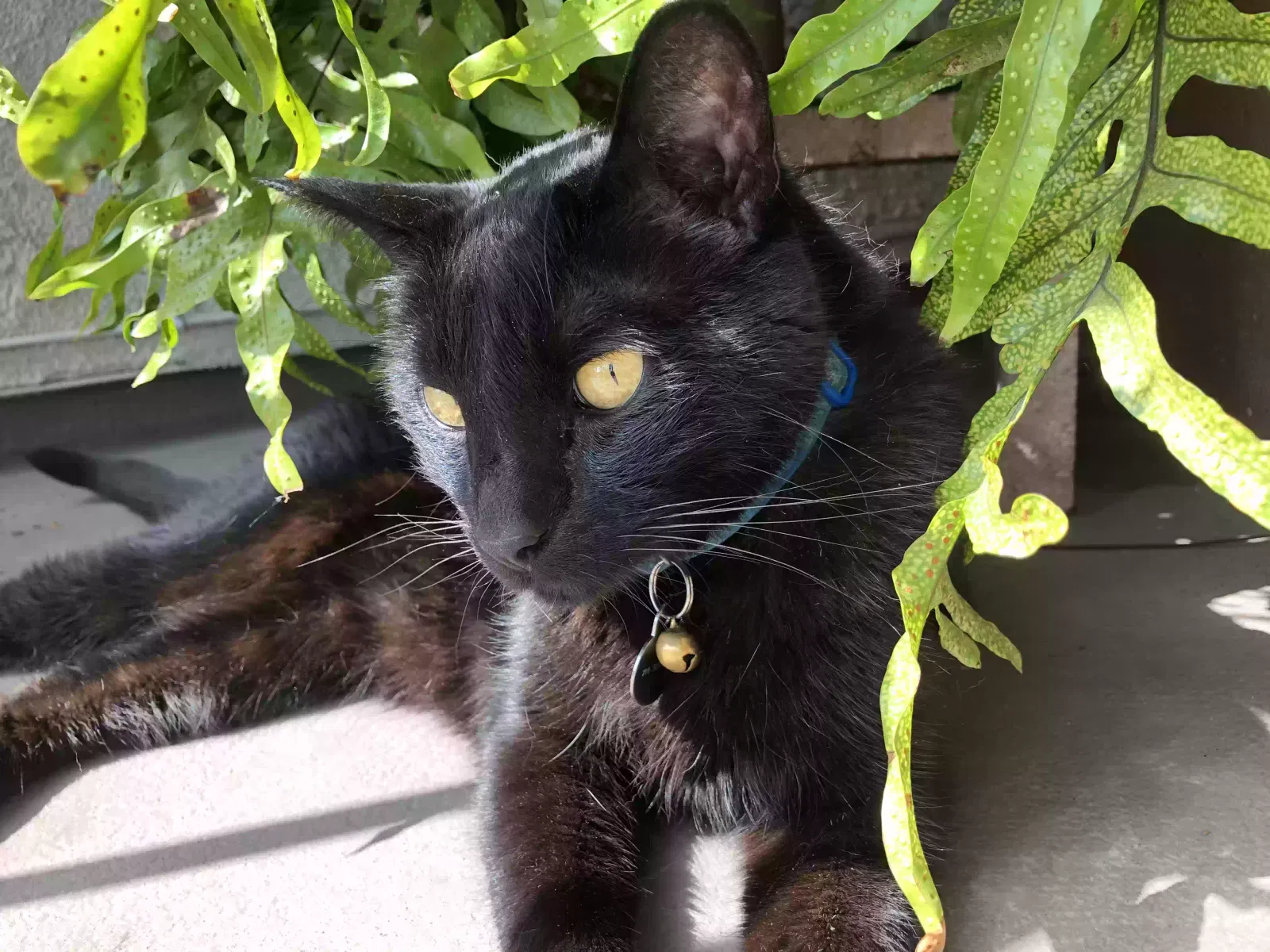 Lost cat in Huntington Beach, CA, 92649
