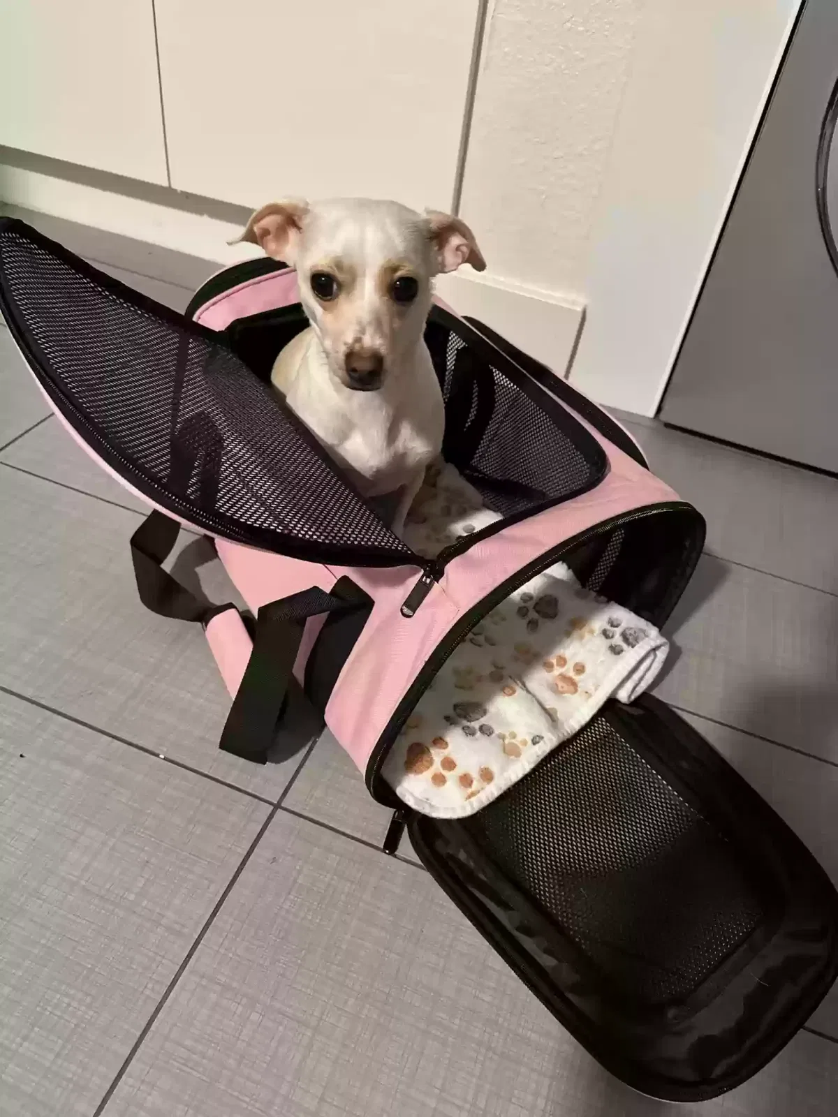 Lost dog in Port Saint Lucie, FL, 34986