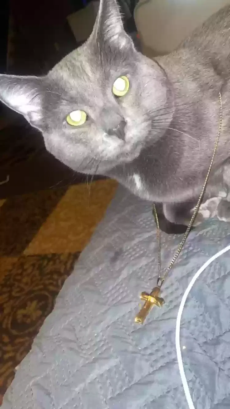 Lost cat in Rockford, IL, 61108