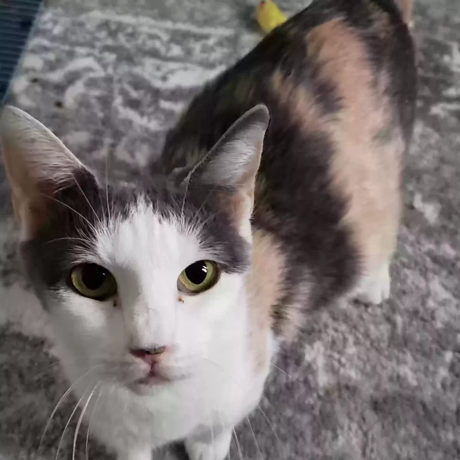 Lost cat in Casa Grande, AZ, 85122