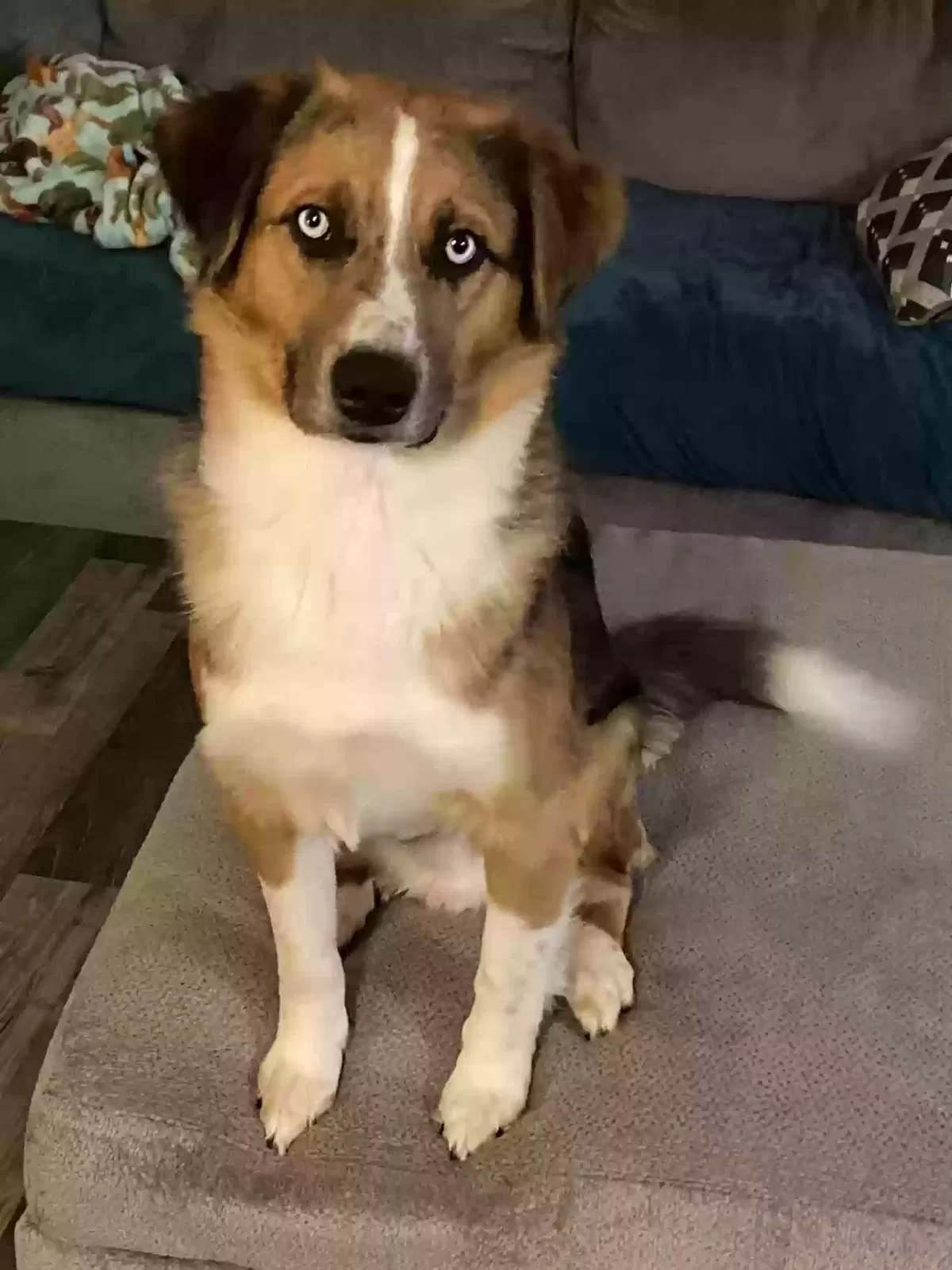 Lost dog in Schnecksville, PA, 18078