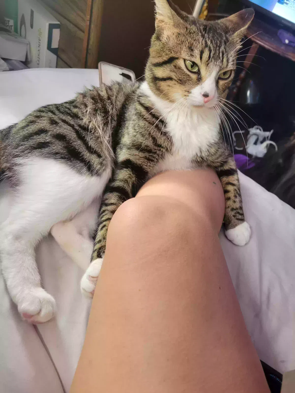 Lost cat in San Antonio, TX, 78238