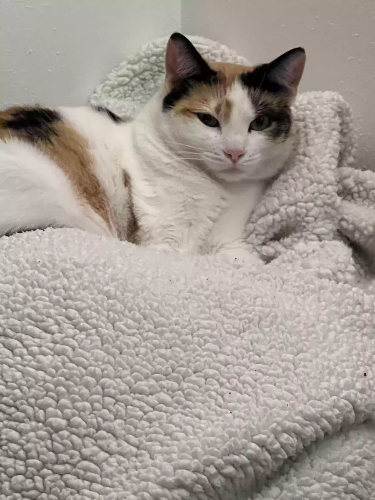 Lost cat in Portland, OR, 97223