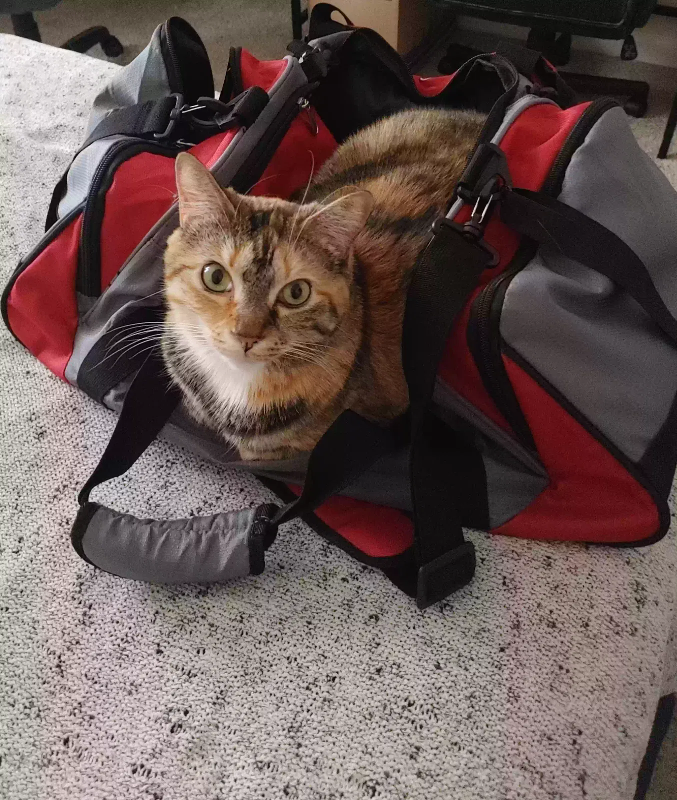 Lost cat in Augusta, GA, 30907