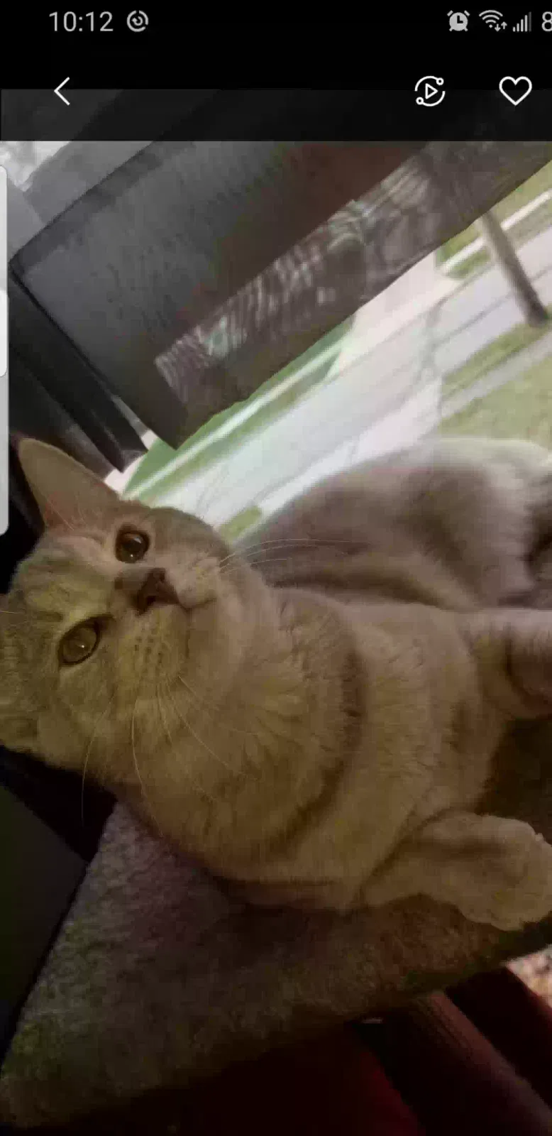 Lost cat in Cleveland, OH, 44134
