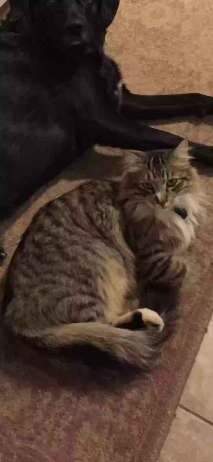 Lost cat in Tracy, CA, 95376