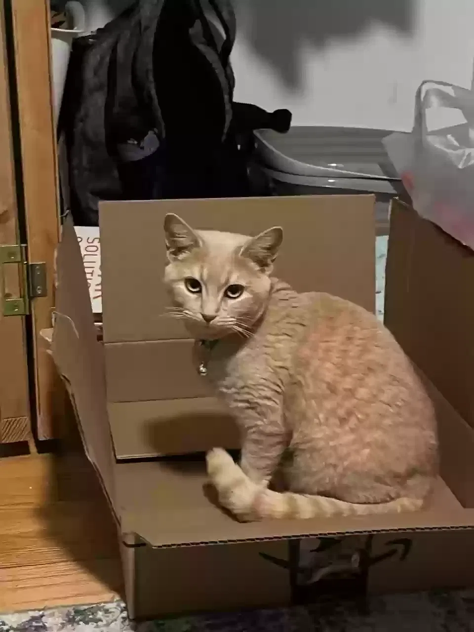 Lost cat in Staatsburg, NY, 12580