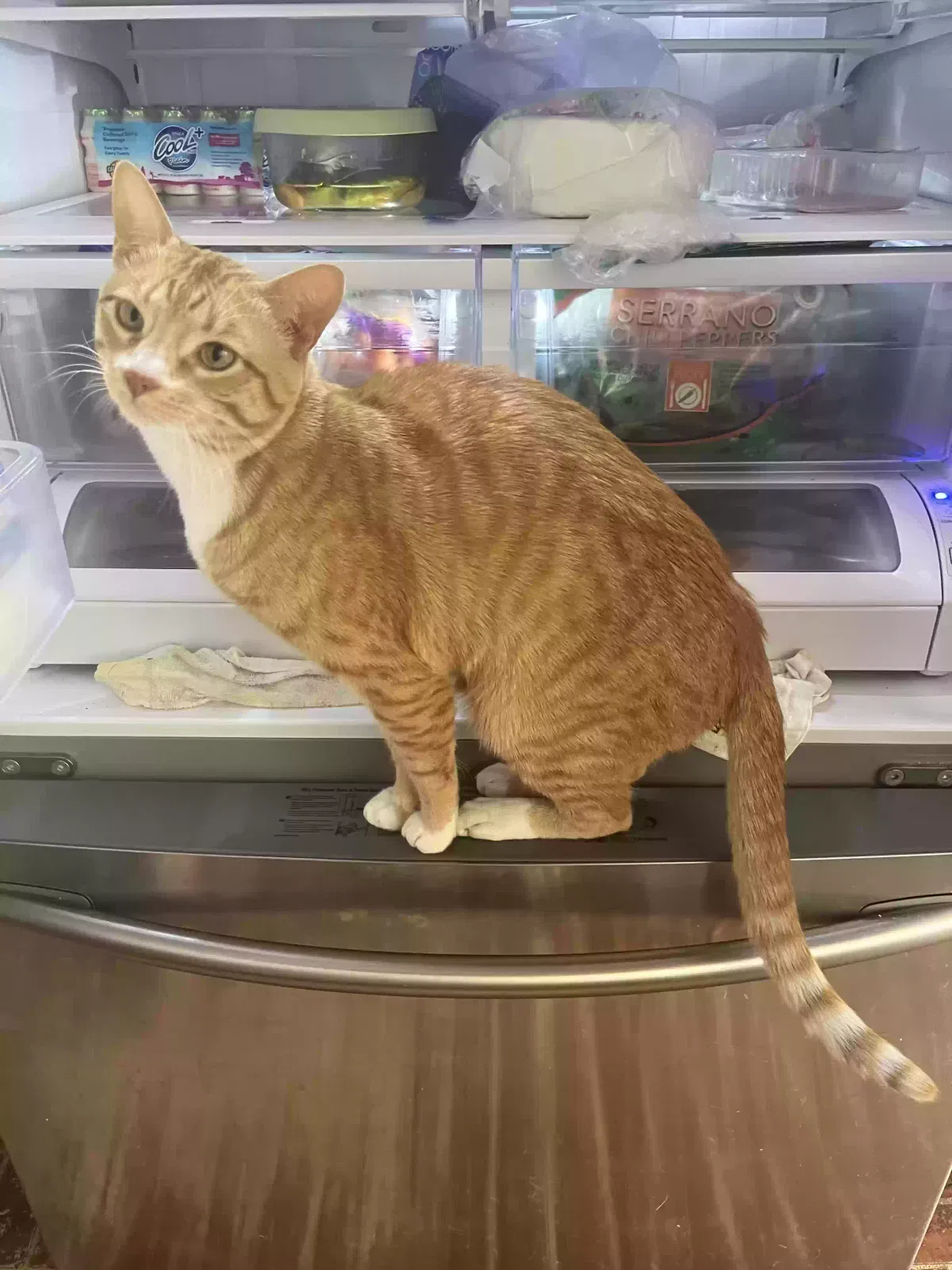 Lost cat in Salinas, CA, 93905