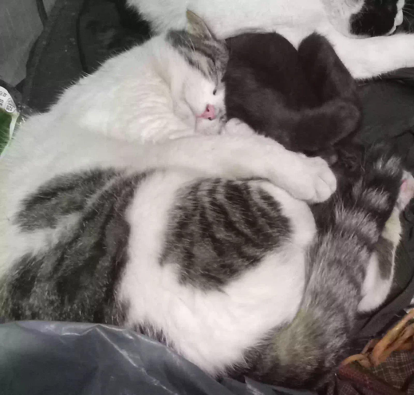 Lost cat in Port Orchard, WA, 98366