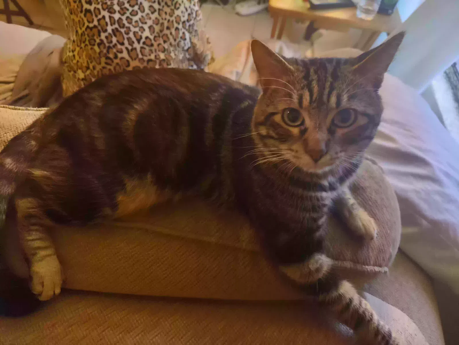 Lost cat in Merced, CA, 95340