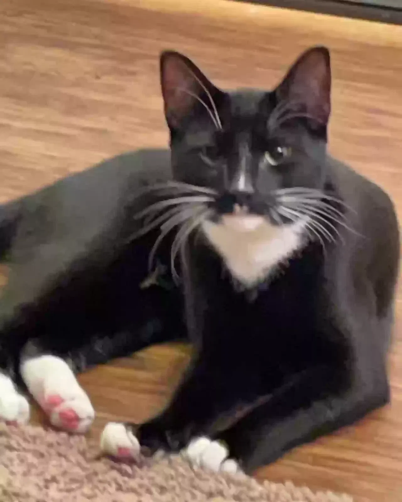 Lost cat in Snohomish, WA, 98290