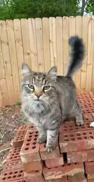 Lost cat in Charlotte, NC, 28215