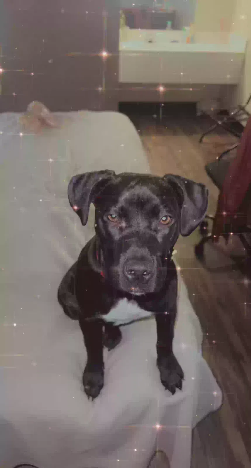 Lost dog in Barberton, OH, 44203