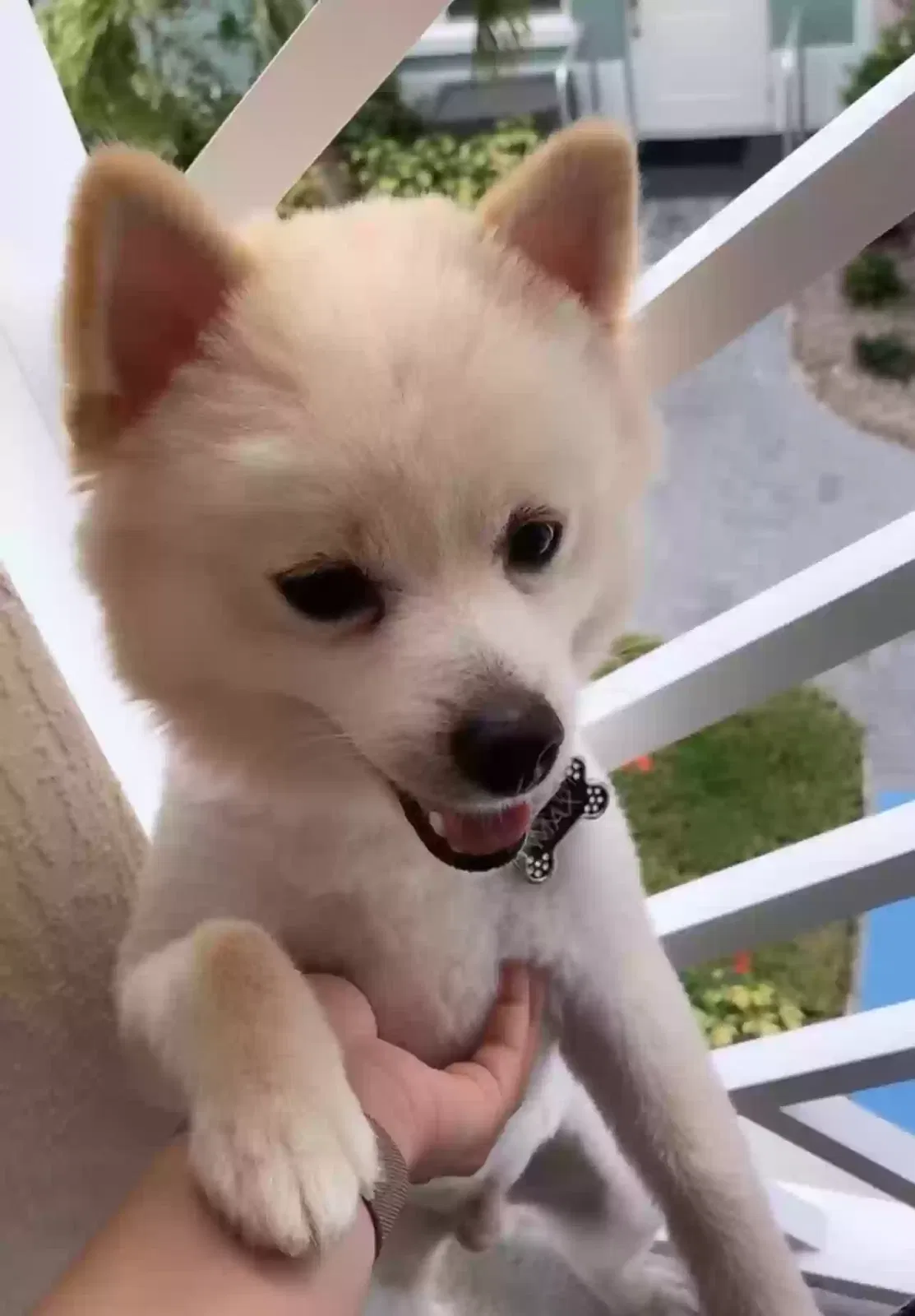 Lost dog in Lake Worth, FL, 33460
