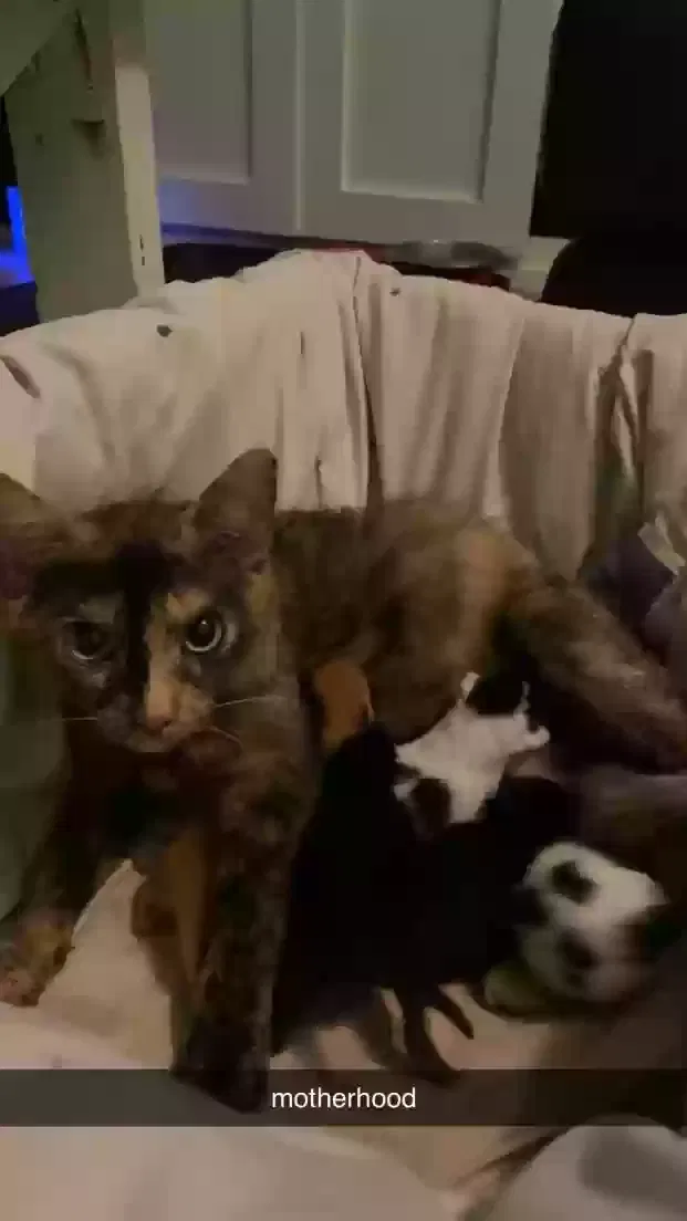 Lost cat in Pensacola, FL, 32507