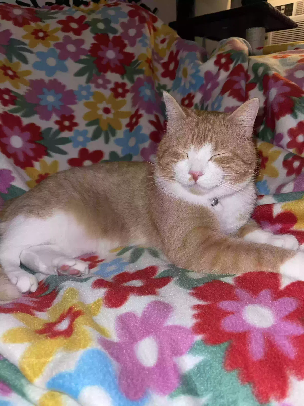 Lost cat in Saint Cloud, MN, 56303