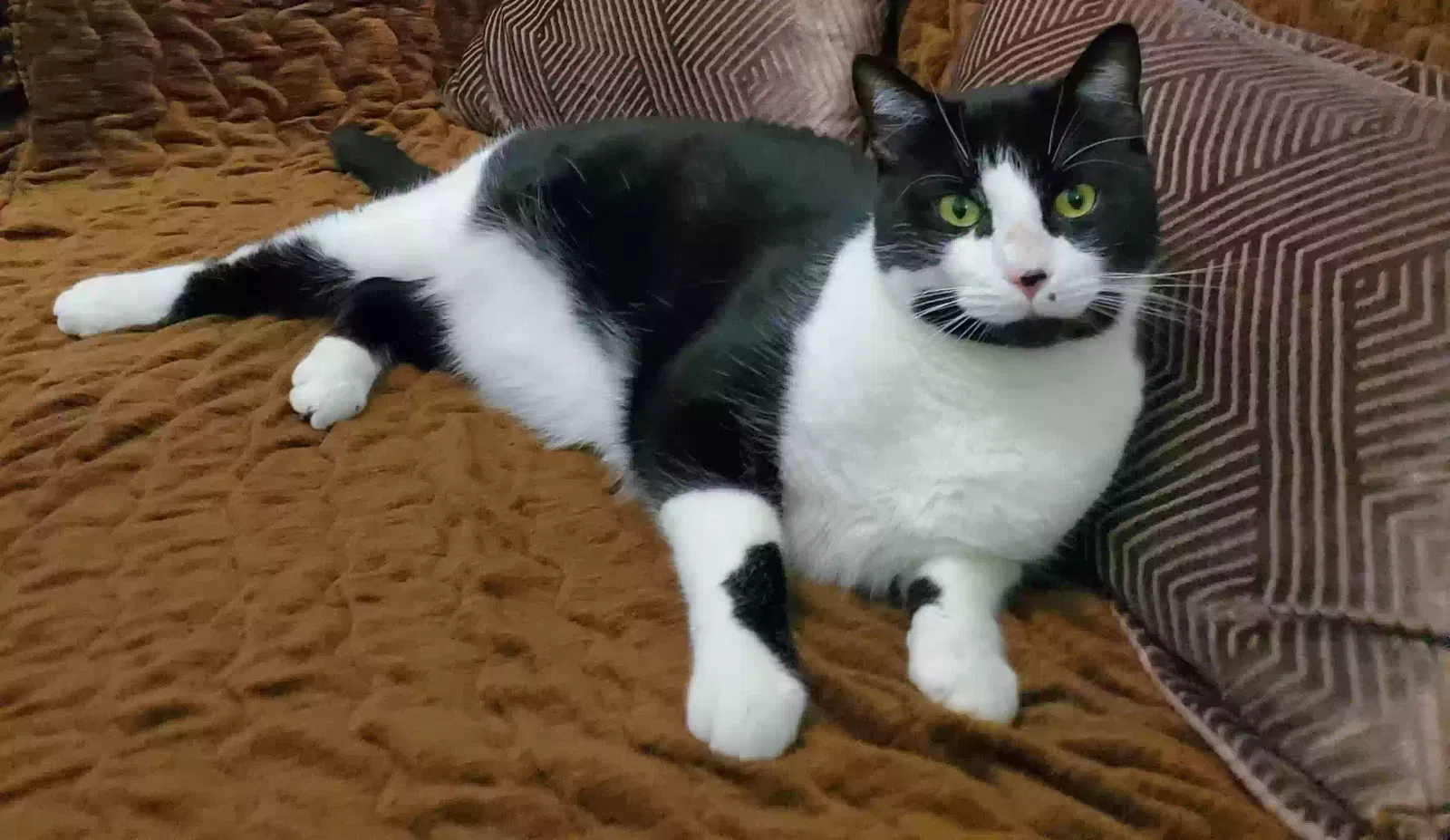 Lost cat in Garfield, NJ, 7026