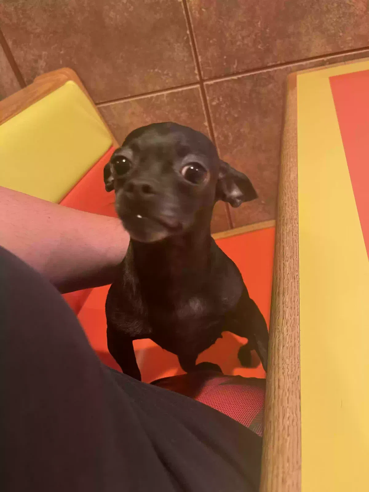 Lost dog in Haltom City, TX, 76117
