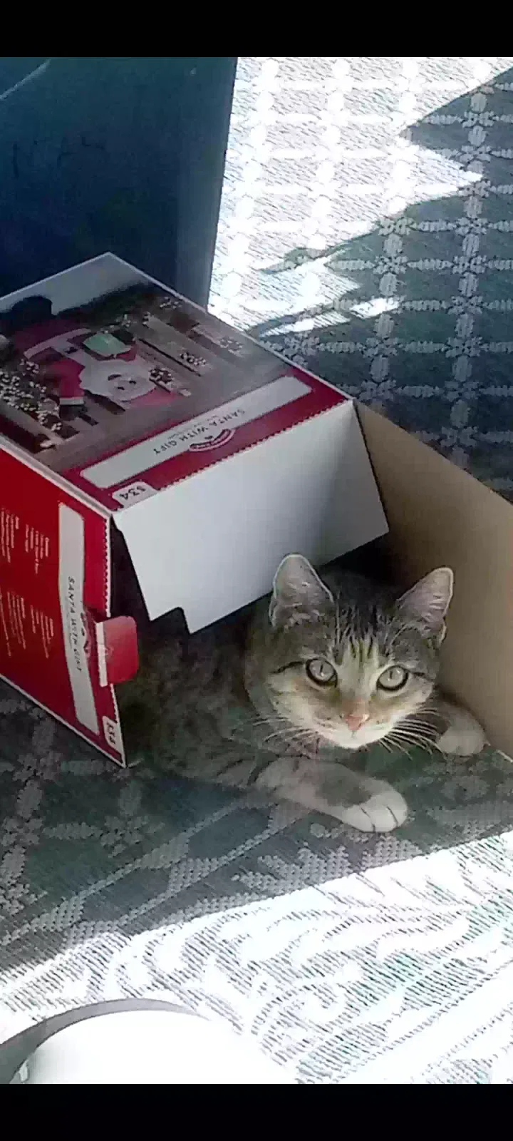 Lost cat in Tucson, AZ, 85715