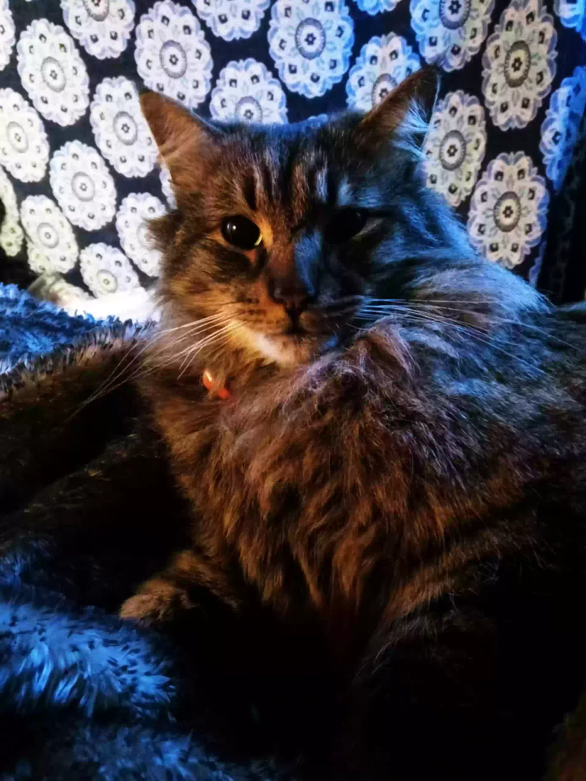Lost cat in Bull Shoals, AR, 72619