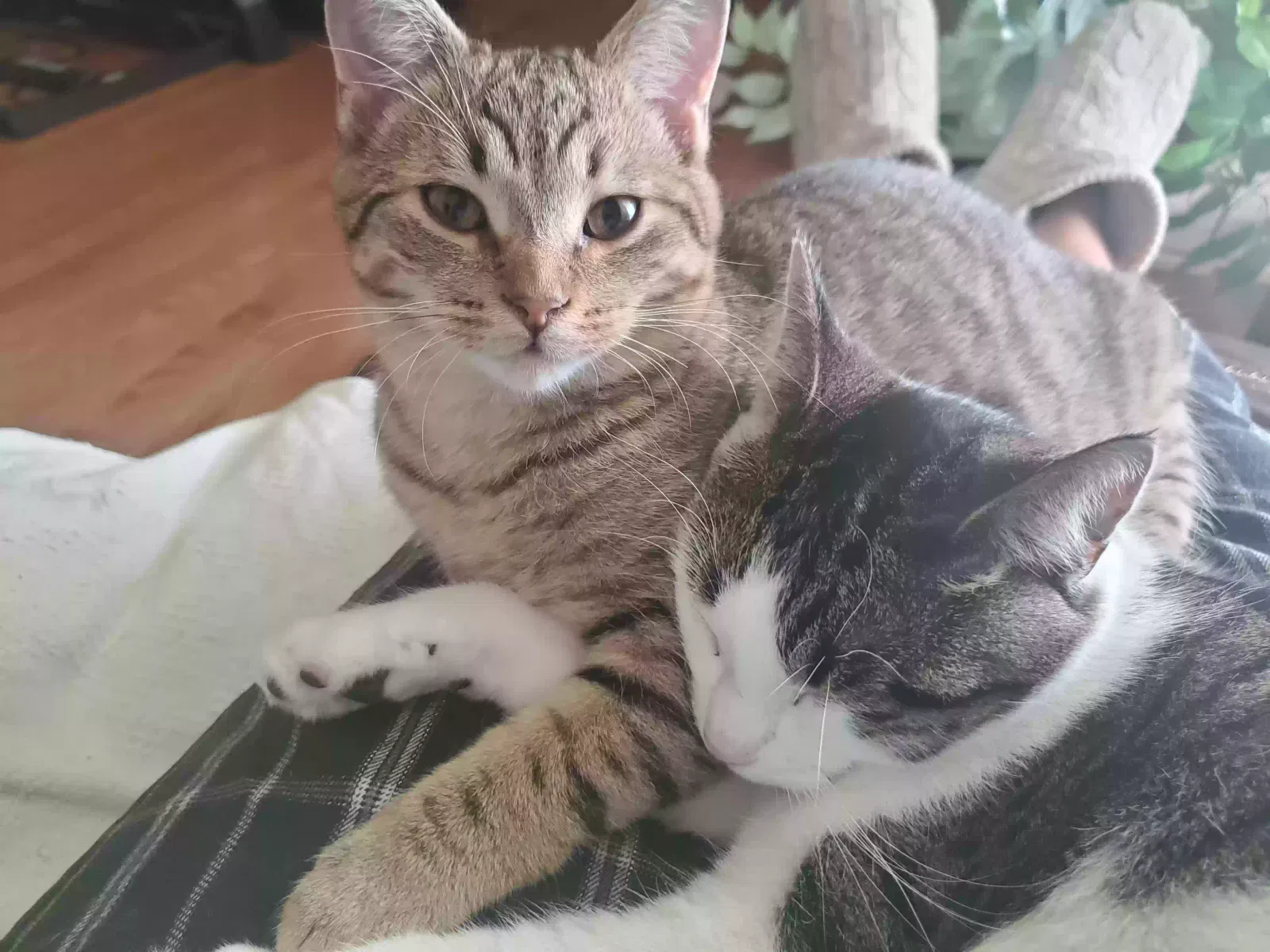 Lost cat in Clio, MI, 48420