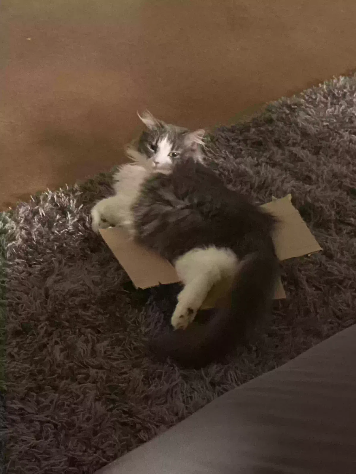 Lost cat in College Station, TX, 77845
