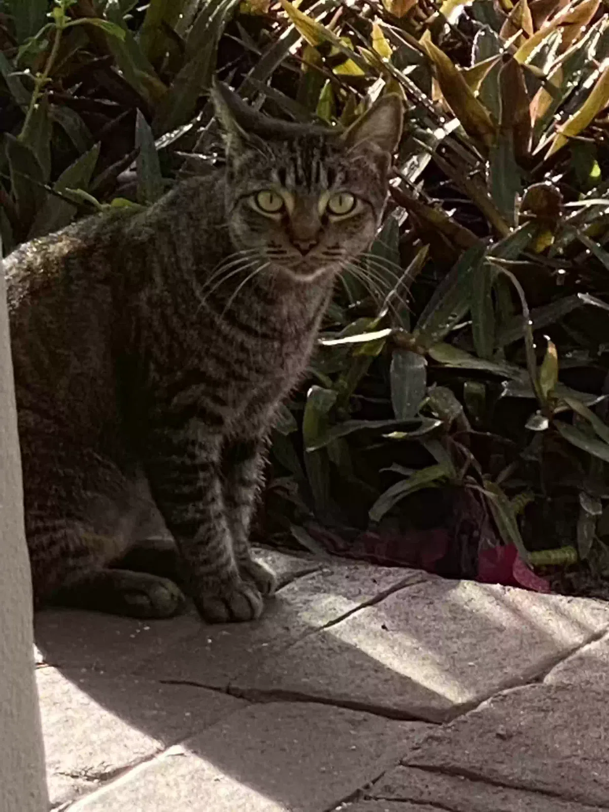Lost cat in Deerfield Beach, FL, 33441