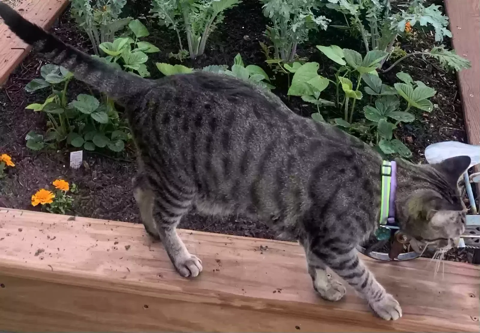 Lost cat in Wichita, KS, 67213