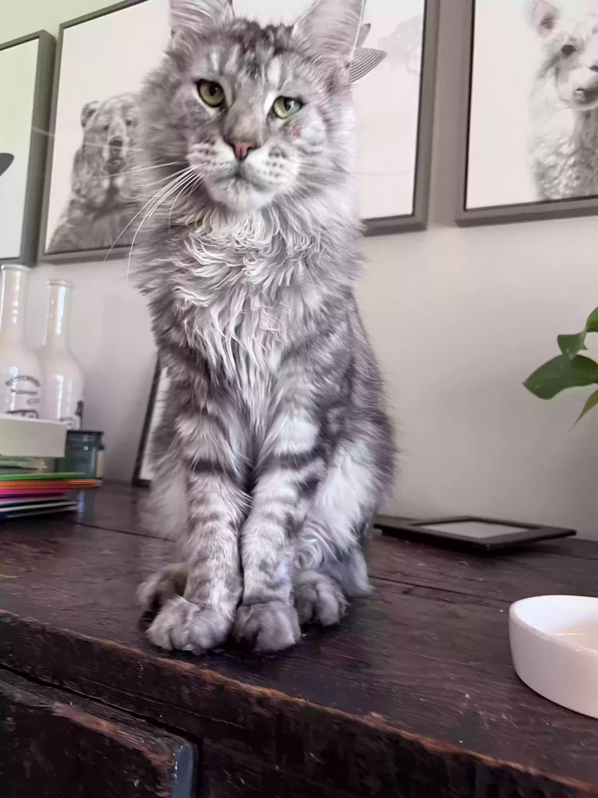 Lost cat in Tarpon Springs, FL, 34688