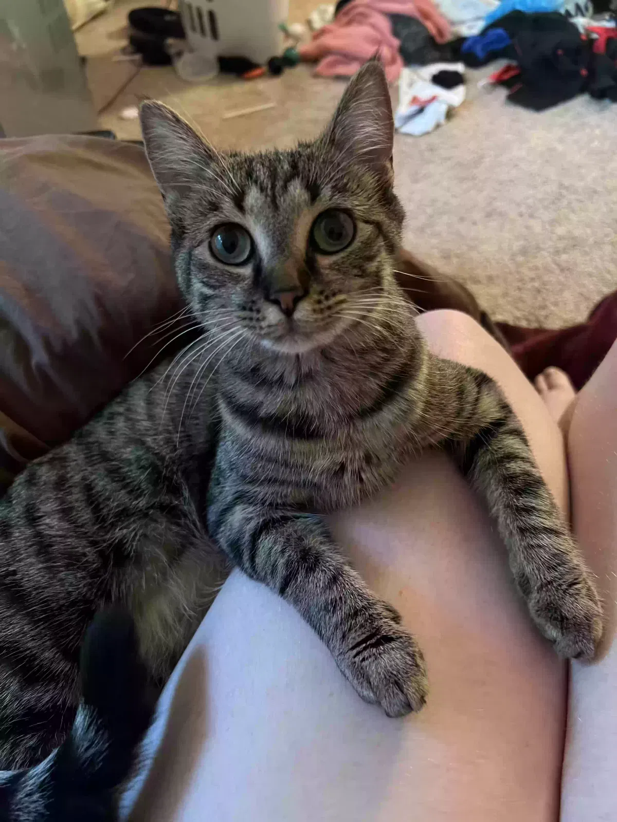 Lost cat in Lewisville, NC, 27023