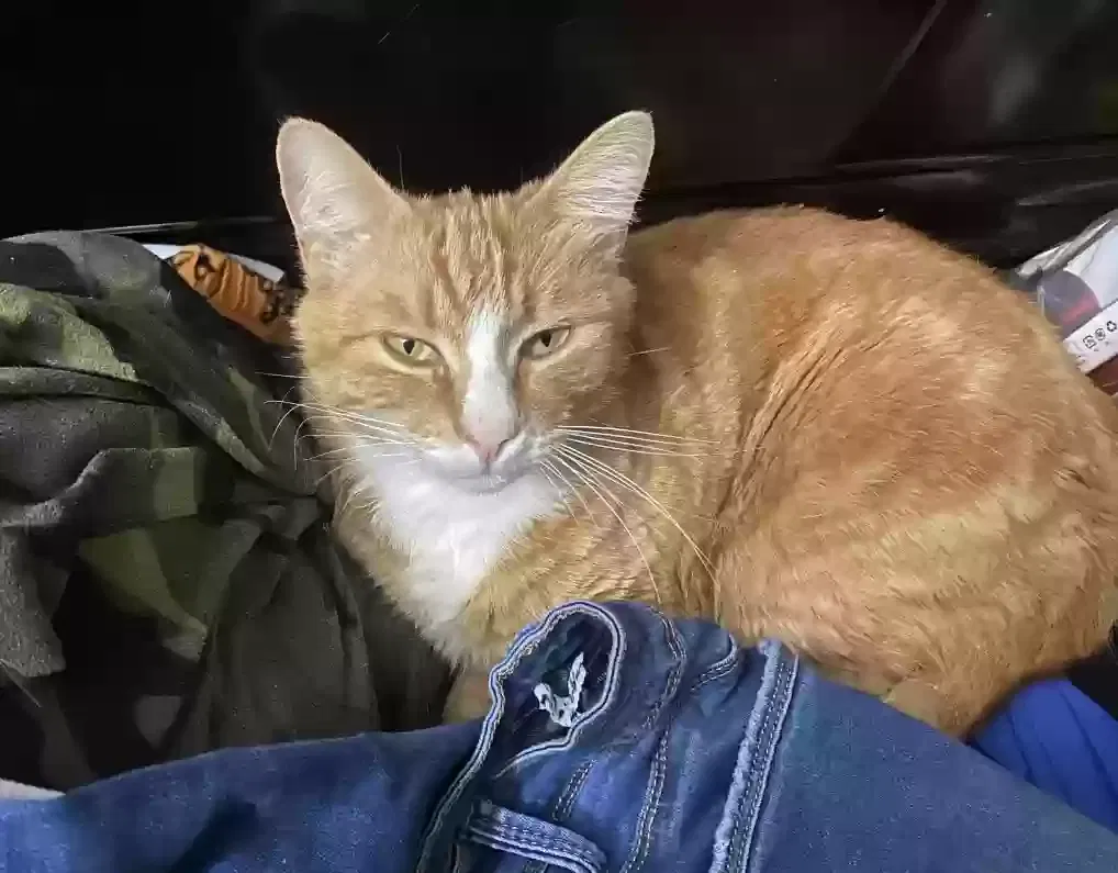 Lost cat in Walnut, CA, 91789