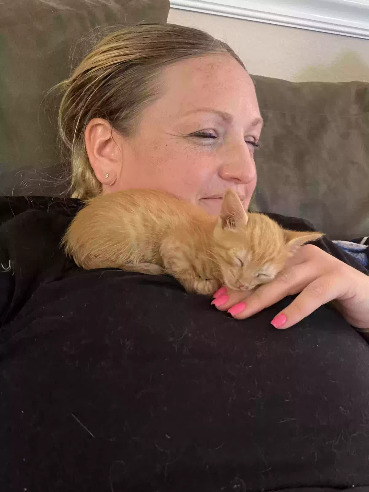Found cat in Tampa, FL, 33615