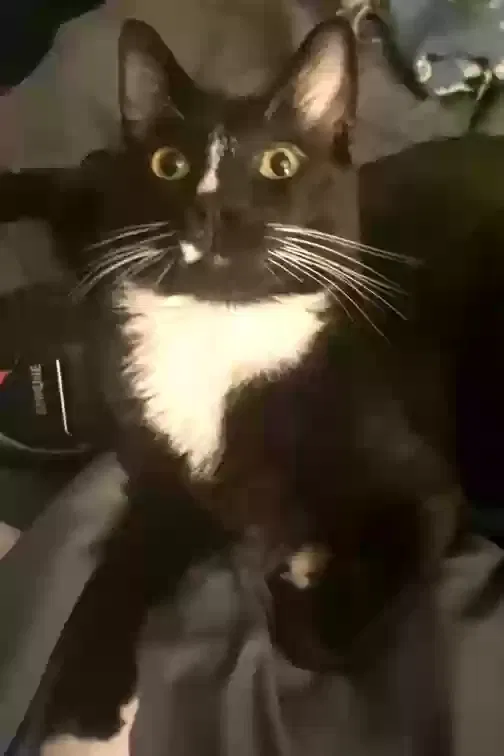 Lost cat in Lakewood, WA, 98498