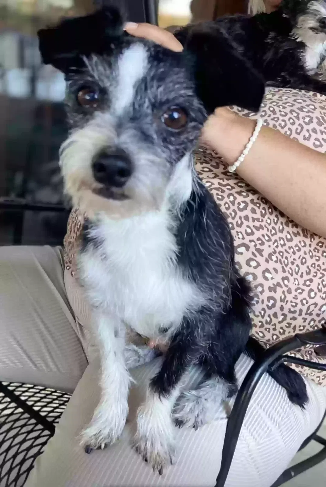 Lost dog in Anderson, SC, 29625