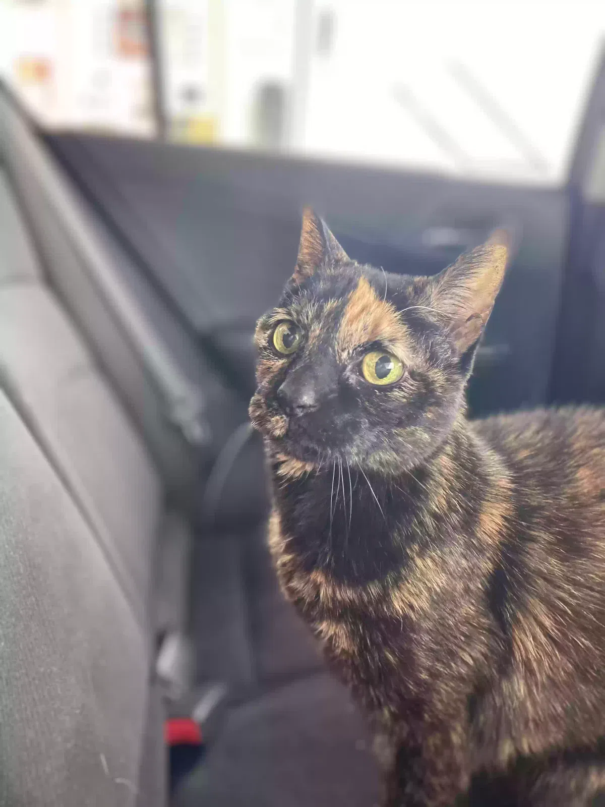 Lost cat in Orland Park, IL, 60467