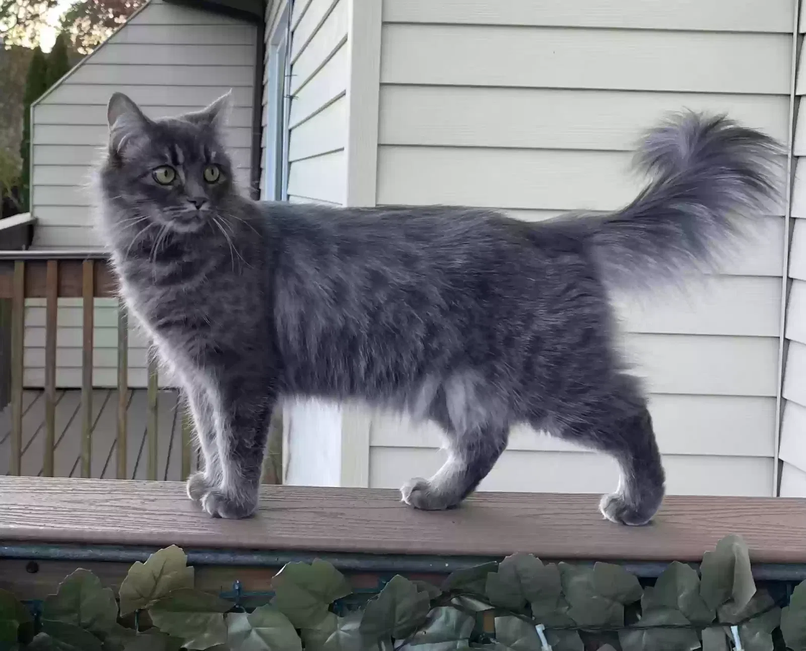 Lost cat in Wolcott, CT, 6716