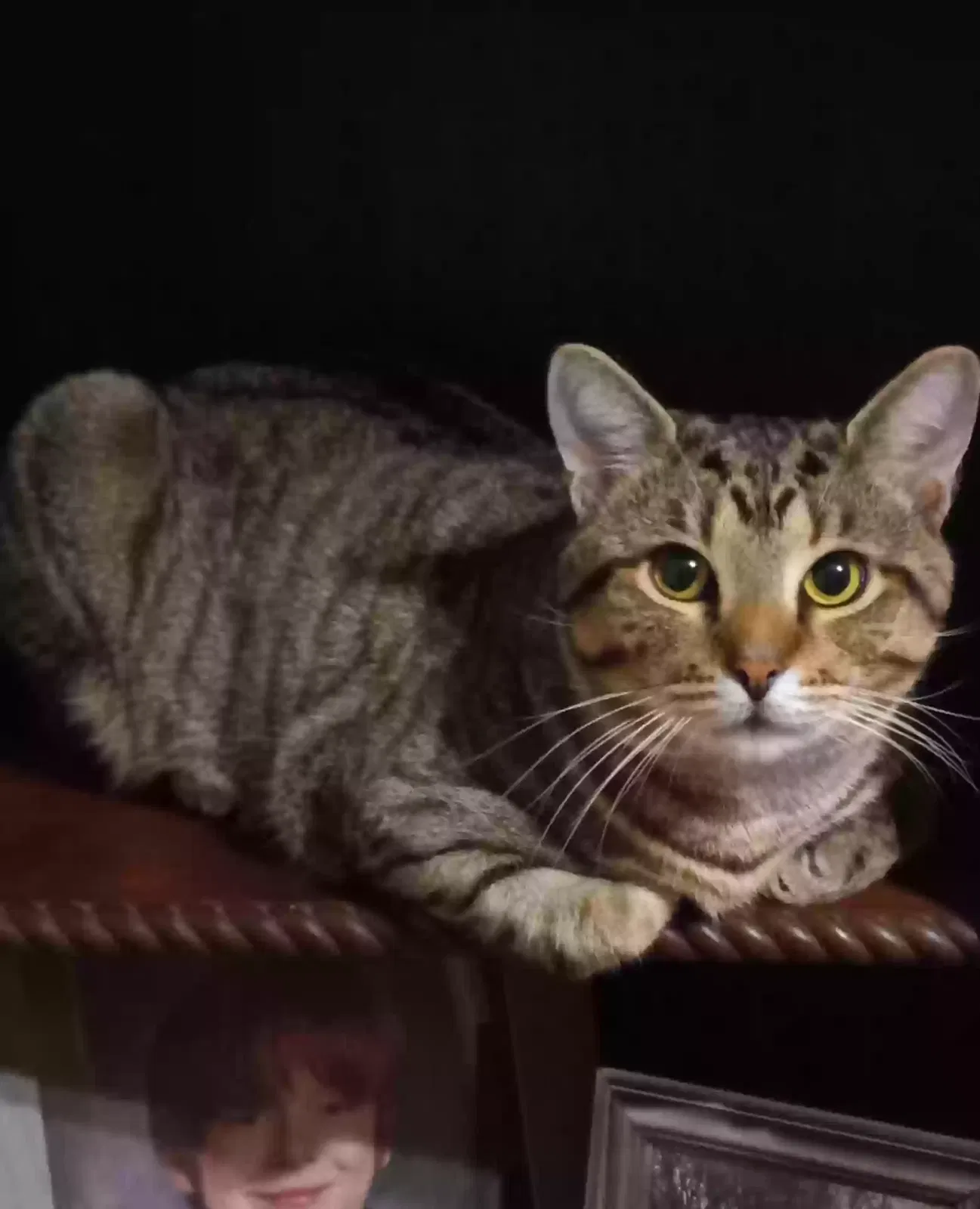 Lost cat in Killen, AL, 35645