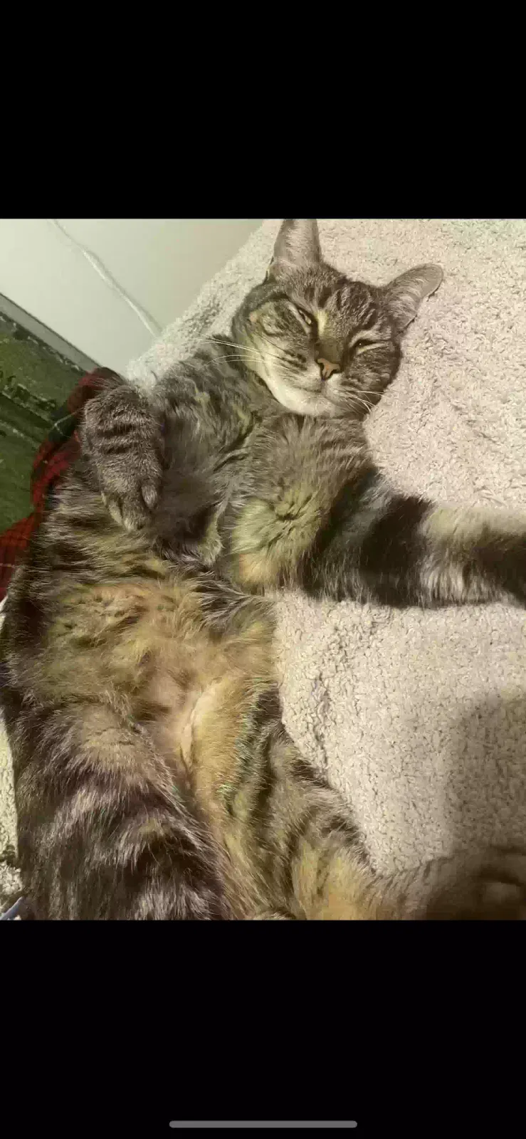 Lost cat in Walnut Creek, CA, 94595