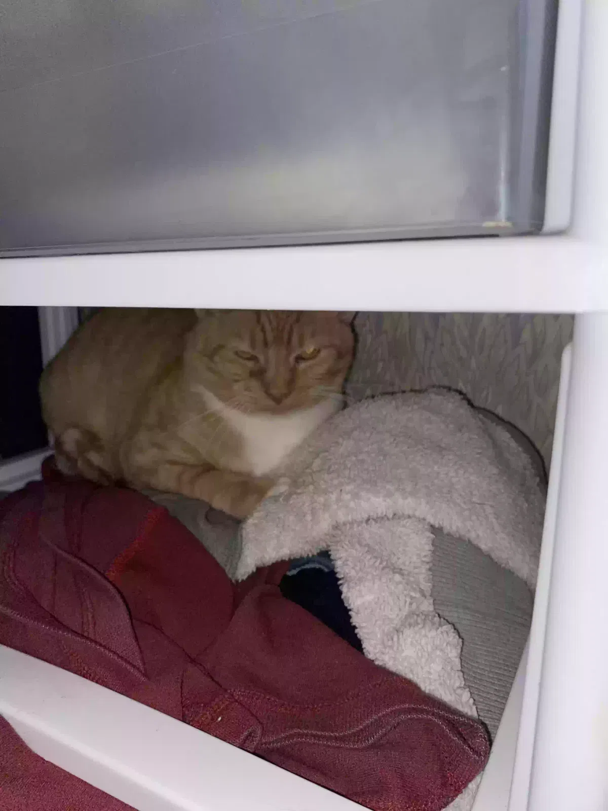 Lost cat in Rossville, GA, 30741