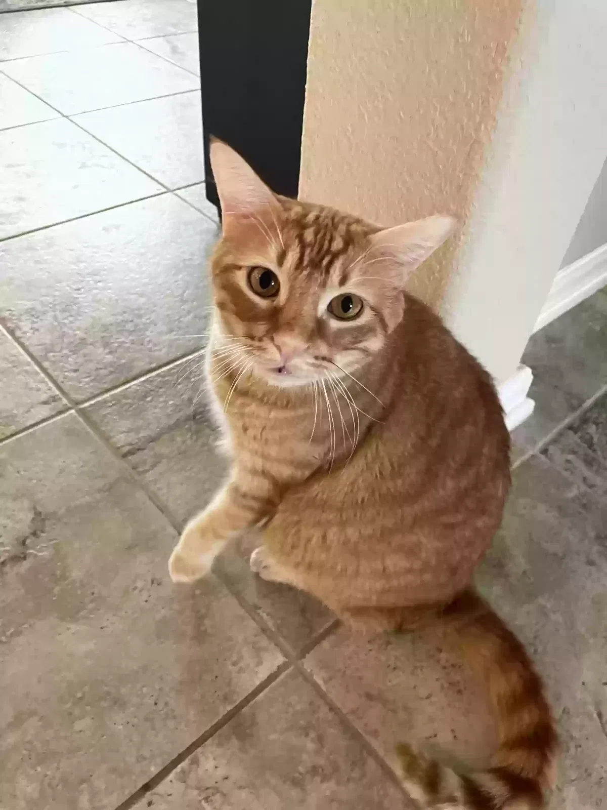 Lost cat in Cypress, TX, 77433