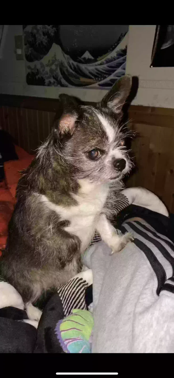 Lost dog in Rockford, IL, 61109