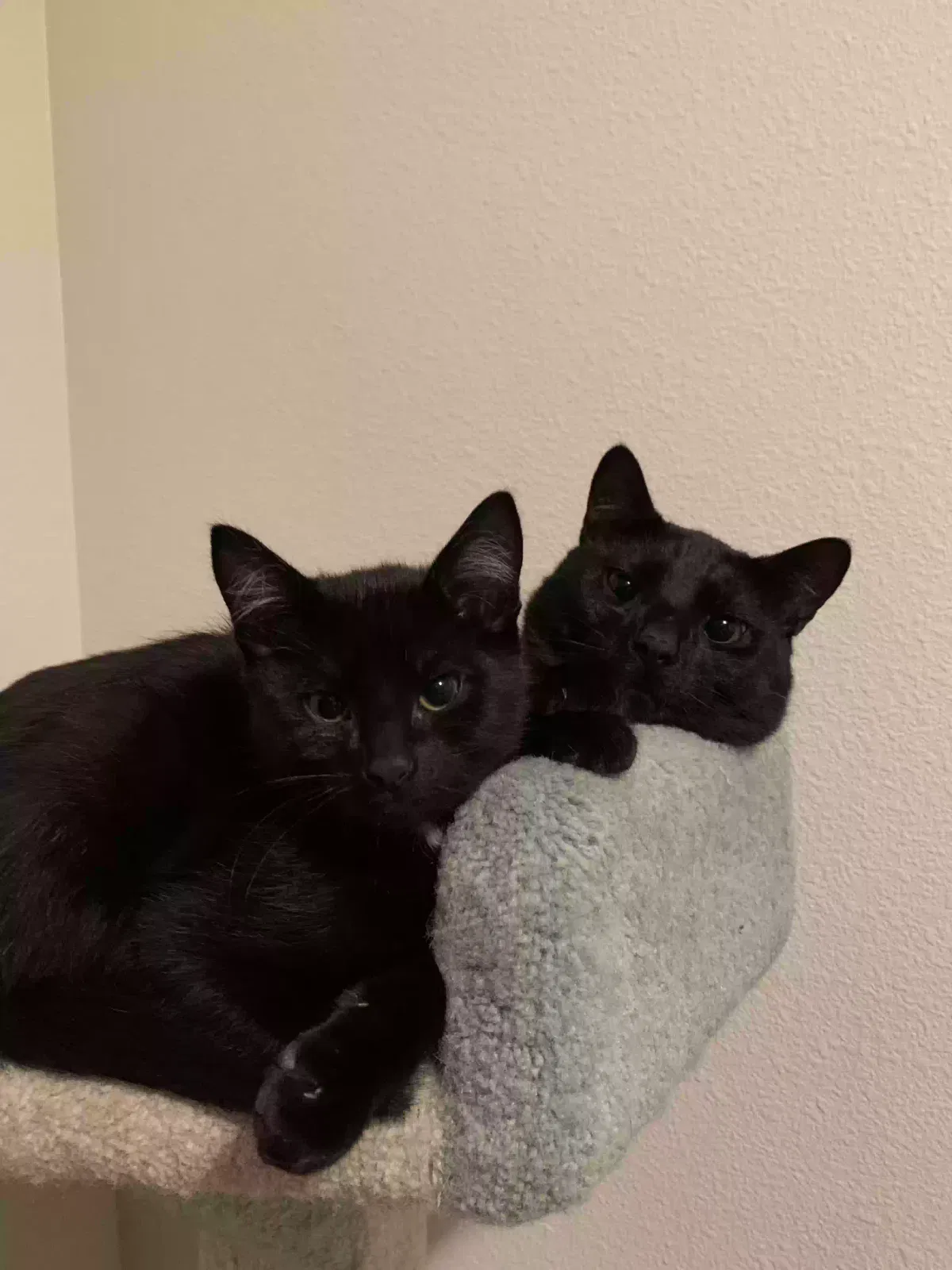 Lost cat in Ridgefield, WA, 98642