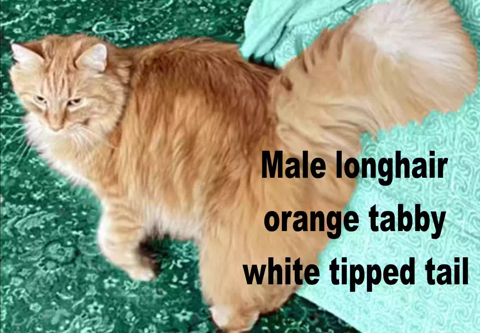 Lost cat in Cabin John, MD, 20818