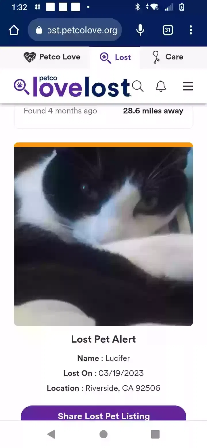 Lost cat in Riverside, CA, 92506