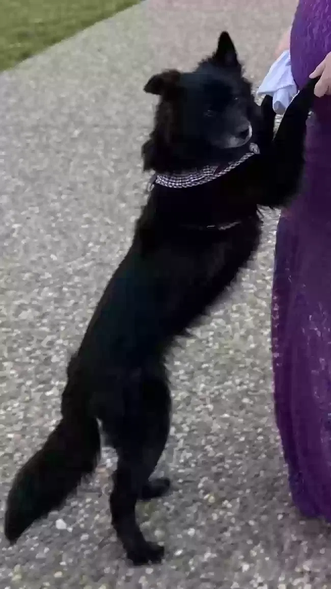 Lost dog in East Saint Louis, IL, 62204