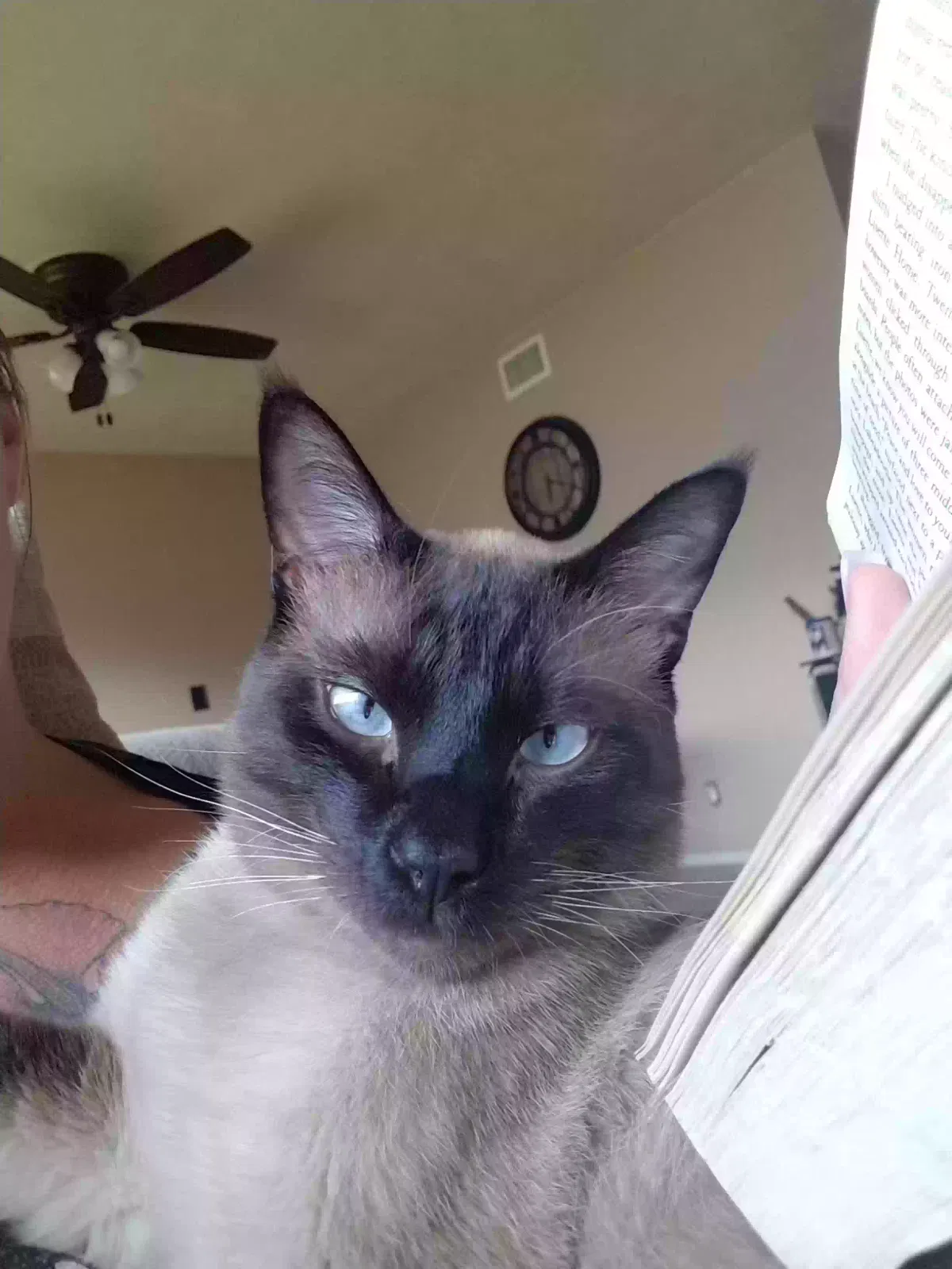 Lost cat in Rancho Cucamonga, CA, 91737