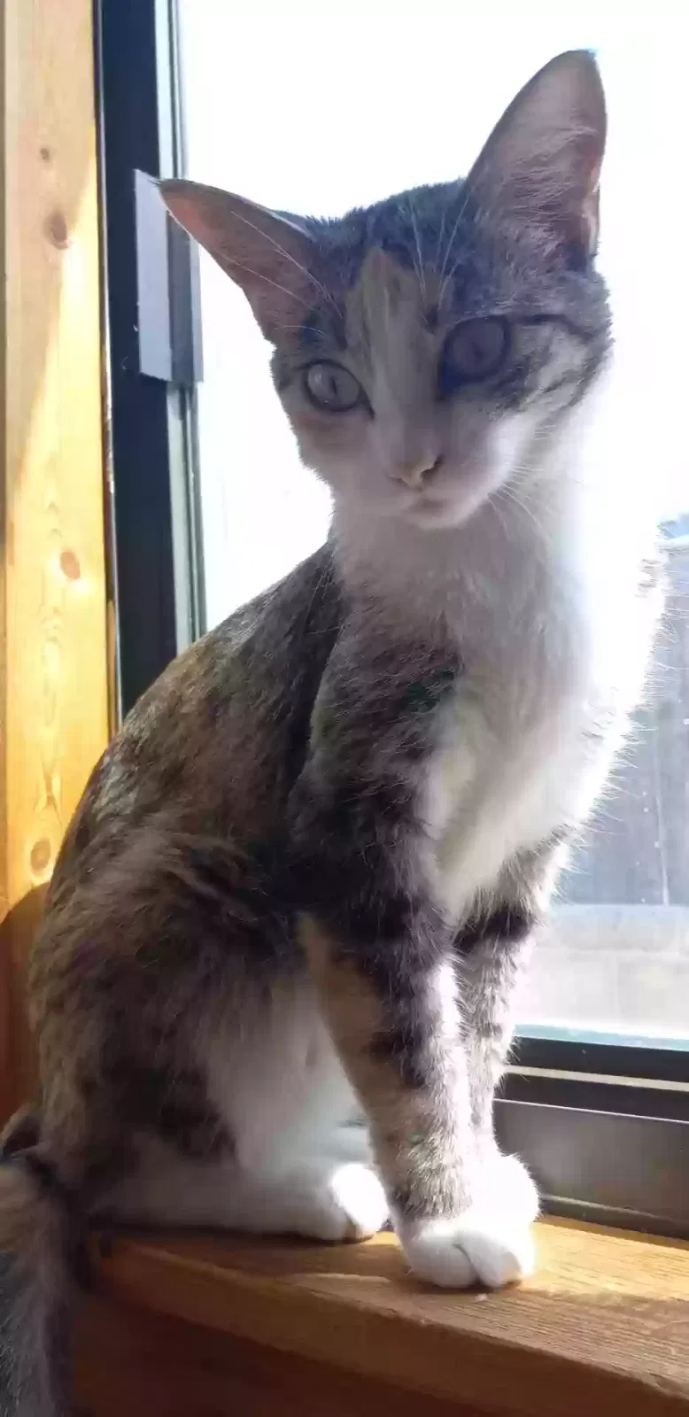 Lost cat in Albuquerque, NM, 87121