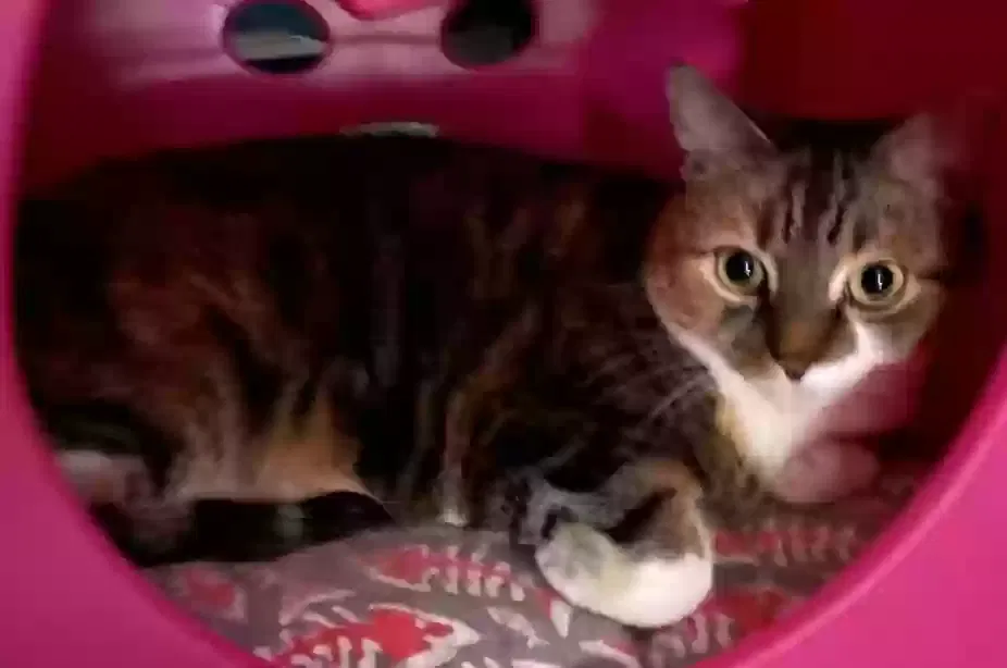 Lost cat in Brandon, FL, 33511