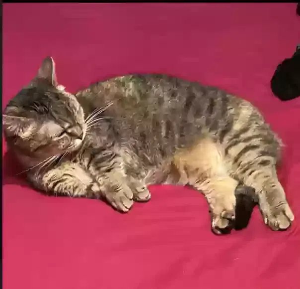 Lost cat in Brandon, FL, 33511